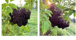 qt. pot Elderberry (Sambucus canadensis) Yard, Garden & Outdoor Living - $42.99