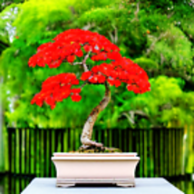 5 seeds Red Flame Tree {Delonix regia} Bonsai Favorite  - £9.70 GBP