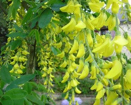 Laburnum Anagyroides (Golden Chain tree) 15 seeds - £1.12 GBP
