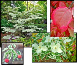 US Seller 10 Wolf Eyes Kousa Dogwood Seeds Cornus Kousa Wolf Eyes Fast S... - $15.90