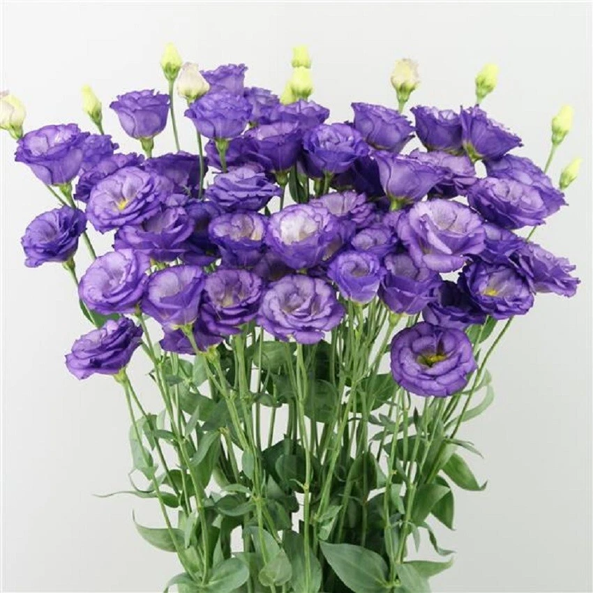 Lisianthus Seeds Lisianthus Arosa 3 Sky Blue Cut Flower - $16.28