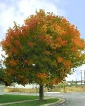FAST GROWING TREE SEEDS: BoxElder Maple (Acer negundo) Size: 10-200 | US... - £1.76 GBP+