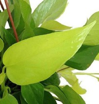 4&quot; Pot Plant Neon Devils Ivy Pothos Epipremnum Very Easy to Grow Live Houseplant - £48.35 GBP