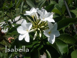 SALE 2 Unique Plumeria Obtusa *Isabella* 10&quot;-12&quot; cuttings - $14.95