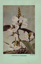 Vintage 1922 Print Snakehead Monkey Button 2 Side Flowers You Should Know - £13.23 GBP