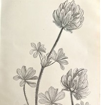 Clover Megacephalum Flower Drawing Victorian 1887 Art Print Agriculture DWT9C - £19.33 GBP