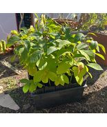 Honeyhart Cherimoya Tree - Live Tropical Fruit Tree - Custard Apple - $49.47