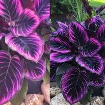 Seeds Beautiful Plant Purple Tip Calathea Couture Flower Indoor or Outdoor - £9.26 GBP