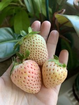 100 seeds Pineberry White Strawberry Homegrown Edible Plant Heirloom See... - £6.44 GBP