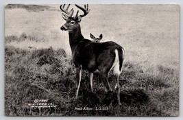 St Ignace MI Michigan RPPC Beautiful Deer And Doe Peek A Boo Postcard T26 - £7.77 GBP