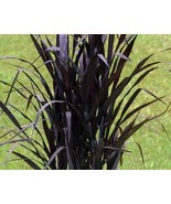 Black Grass First Knight Perennial Ornamental 1 Live Plant Clumping Fast... - $47.96