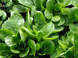 Grow In US 500 Dutch Corn Salad Seeds Lamb’s Lettuce Mache Locusta Herb ... - $8.99