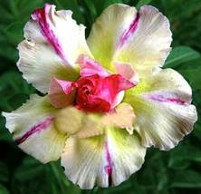 Four-color Double Adenium Desert Rose, 2 Seeds  - £9.58 GBP