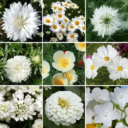 Wildflower Mix WHITE CLOUD 9 Heirloom Memory or Moon Garden Non-GMO 1000... - $5.22