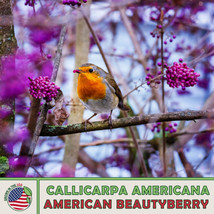 40 American Beautyberry Seeds Callicarpa Americana Native Perennial Shrub Home G - £11.48 GBP