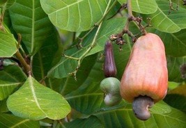 Daun Jambu Mete kering (dried cashew leaves), 80 Gram - $19.50