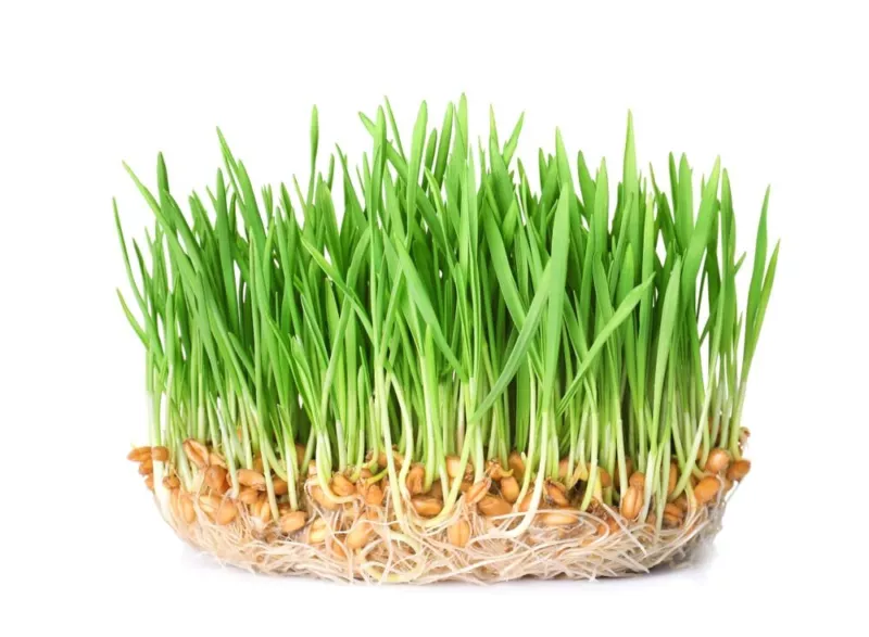 Wheatgrass Sprouts Seeds (500 Seeds) Grow Tasty and Delicious Sprouts - $12.84