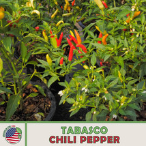 50 Tabasco Chili Pepper Seeds, Heirloom, Non Gmo From US - £7.12 GBP