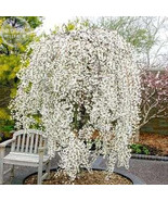  20+ Snow Fountain Weeping Cherry Tree dwarf tree drought tolerant hardy... - $8.00