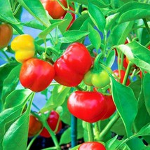 50 Pimento Sweet Pepper Seeds Organic Vegetable Patio Fresh Garden - £8.45 GBP