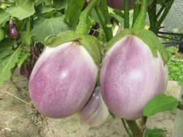 Shipped From Us 200+ROSA Bianca Eggplant Italian Heirloom Seeds, CB08 - £13.54 GBP