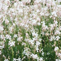 OKB Gaura ‘Monarch White’ Wandflower Live Plant - Bright White Elegant F... - £20.52 GBP