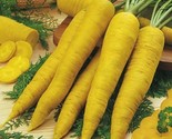 LKS Solar Yellow Carrot Seeds Colorful Non-Gmo Xanthophyll Home Garden - $9.33