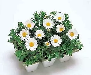 Chrysanthemum Snowland 500 seeds - $33.86