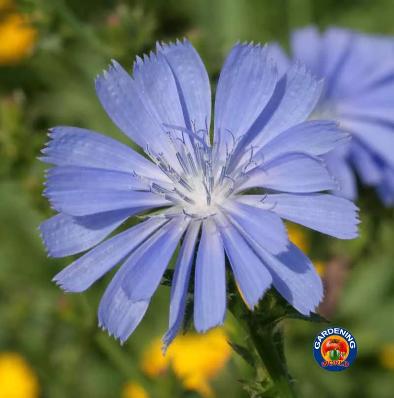 1000 Chicory Seeds Cichorium Intybus Garden - $9.27