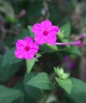 30 Four O’Clock Pink Flower Seeds Annualperennial Organic Marvel Of Peru Garden  - £4.47 GBP