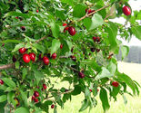 Cornelian Cherry Dogwood 10 seeds - £4.23 GBP