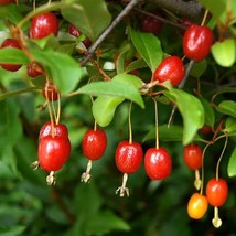 Cherry Elaeagnus Seeds - Gumi Berry Varieties at 5/10/50, Great for Edib... - $7.50