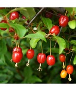 Cherry Elaeagnus Seeds - Gumi Berry Varieties at 5/10/50, Great for Edib... - £5.99 GBP