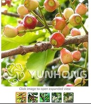 Novel Plant Cleistocalyx Operculatus Bonsai 50 pcs, Family Myrtaceae Syzygium Op - £6.62 GBP