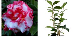 Live Plant - Daikagura Camellia Japonica - Quart Pot - £44.84 GBP