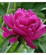 Cinnabar Pink Flower Seeds Chinese Peony Paeonia Suffruticosa Tree Fresh... - $12.36