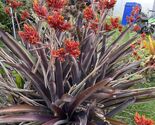 Pup Sale Exotic Bromeliad pup Aechmea Red Yellow Flower, full-sun lover! - $35.63