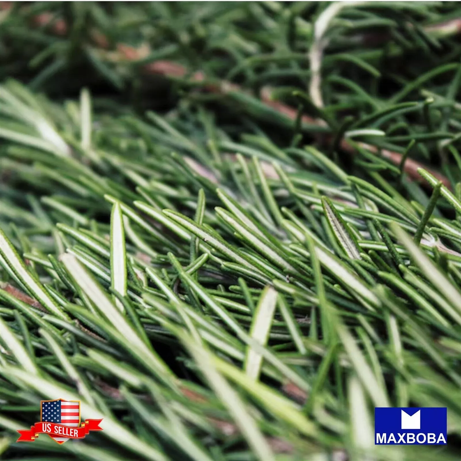 50+ Rosemary Herb  Seeds Non-GMO Heirloom BOGO 50% OFF - $4.22