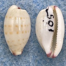 Cypraea (Purpuradusta) microdon 12.8mm Gem Siasi Is. Sulu Sea, Philippines - $5.94