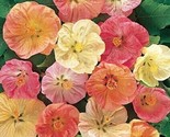 Flowering Maple 25 Pure Seeds - Abutilon  - $5.99