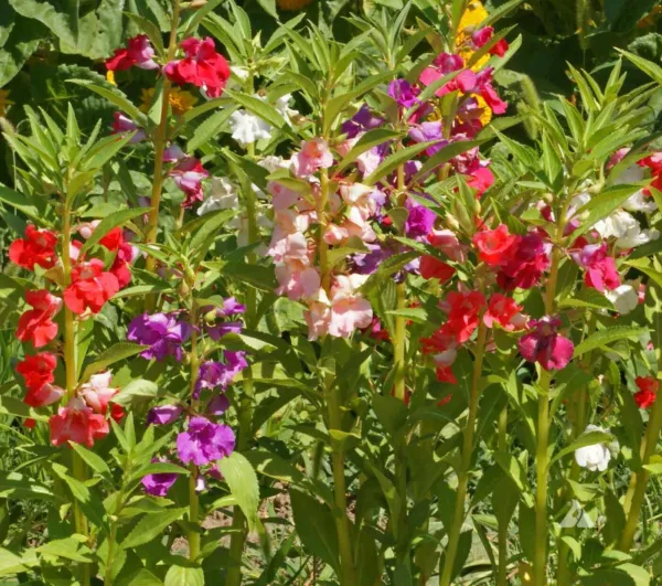 Balsam Tom Thumb Mix Impatiens Dwarf 12 16&quot; Shade Part Shade Non Gmo 200 Seeds F - £7.96 GBP