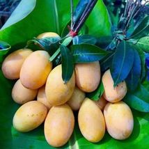 Mango Gandaria (manglifera) live Tropical Fruit Tree 12”-24” - £39.28 GBP