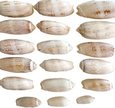 Lettered Olive Shells Lot Of 18 Maine Coast Nautical Collectible Atlanti... - $375.23 MXN
