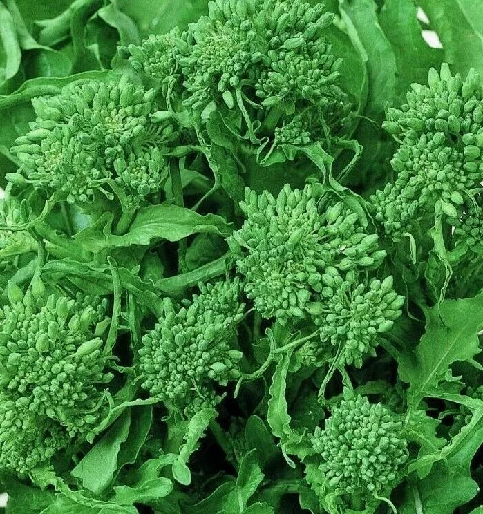 500 VEGETABLE SEED BROCCOLI SPRING RAAB RAPINI For Garden - $6.84 CAD