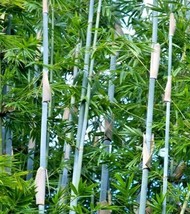 10 Tropical Blue Bamboo Seeds Bambusa Chugii US Fast Shipping - $12.15