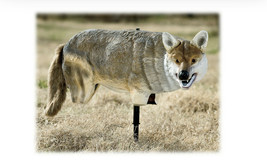 Yote&#39; Coyote Decoy (bps,a) - £197.38 GBP