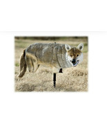 Yote&#39; Coyote Decoy (bps,a) - £197.59 GBP