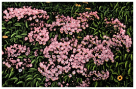 Mountain Laurel In Asheville and Western North Carolina Floral Postcard - £6.61 GBP