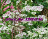 Astrantiahatties Pincushion Seeds - $9.99