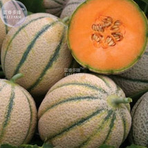 Fresh Sweet Melon Canteloupe Retato Delgi Fruit Seeds 20 Seeds - $6.22